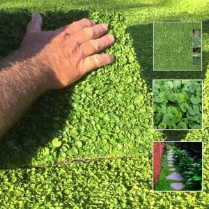 Dichondra repens (Fare kulağı) Çim Tohumu