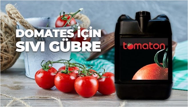 TOMATON